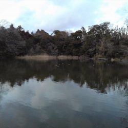 大安トラウトレイク 釣果